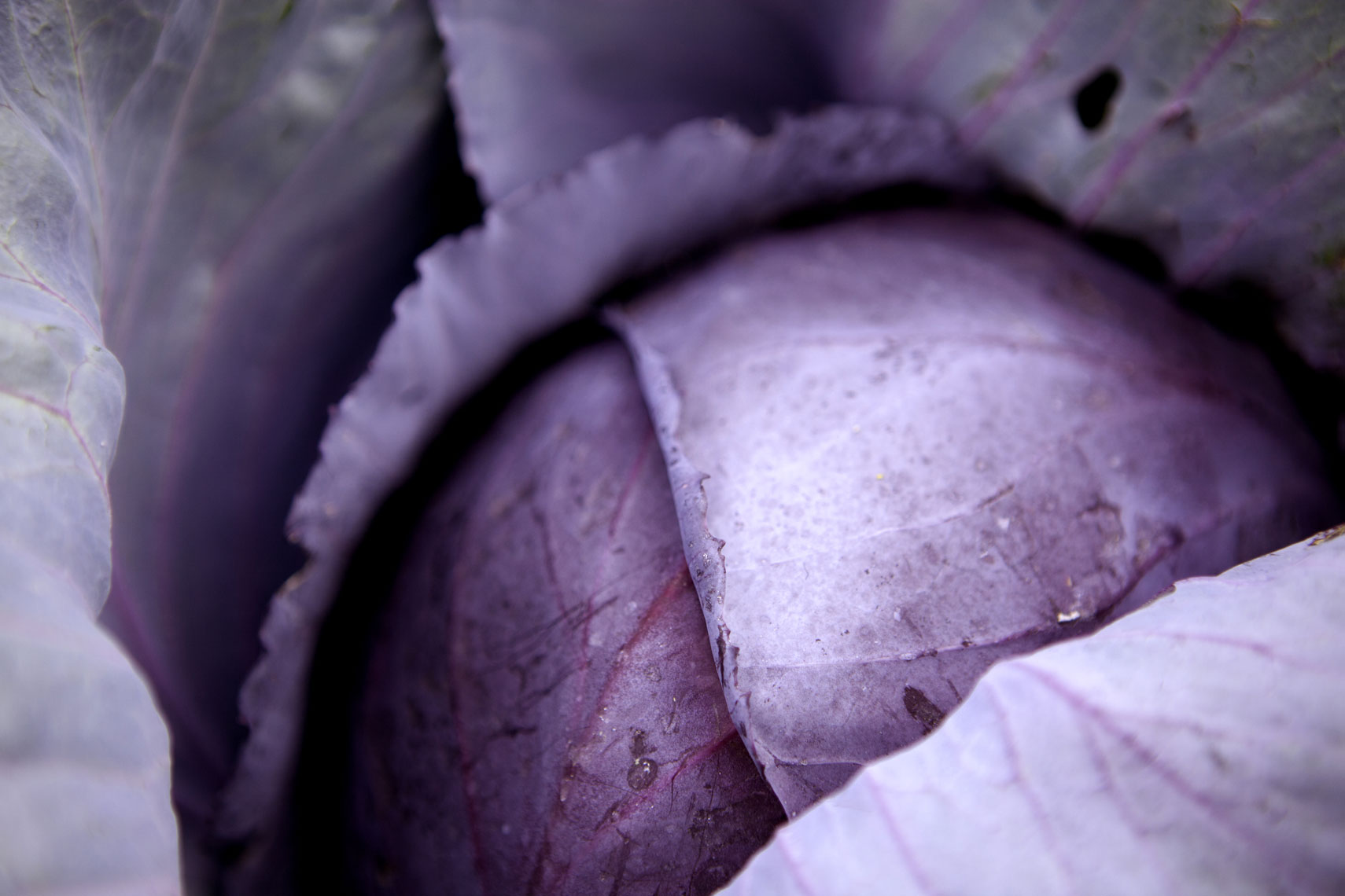 red-cabbage-1